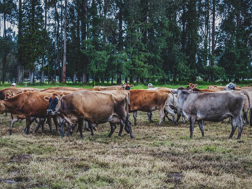 Por primera vez identifican los virus respiratorios que más afectan bovinos en fincas lecheras